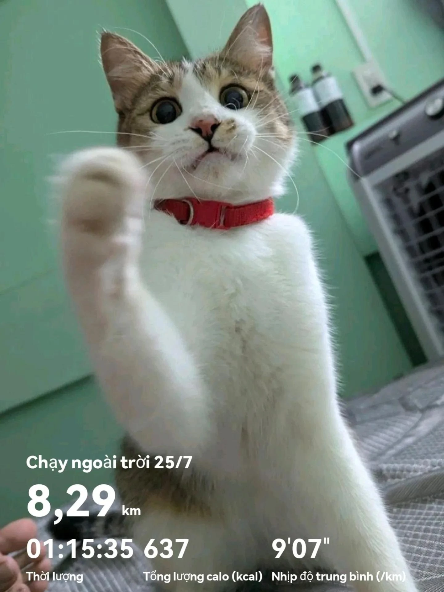 High-five mừng hoàn thành 8.29km