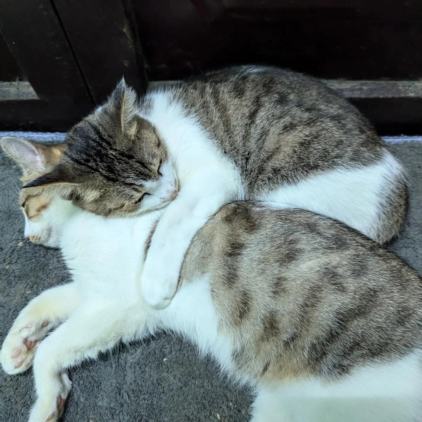 Đôi bạn mèo ngủ ngoan