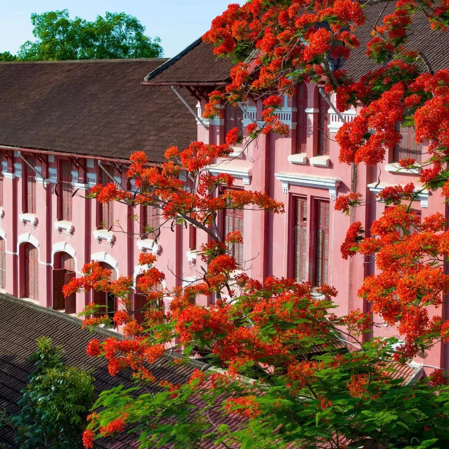 Quốc Học Huế mùa hoa phượng